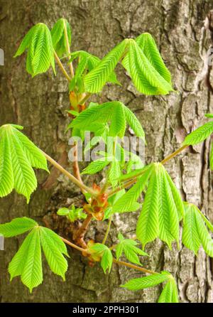 New leaves in spring on a horse chestnut tree, Aesculus hippocastanum, Castle District, Budapest, Hungary Stock Photo
