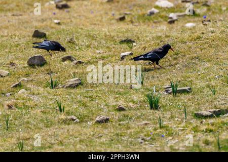 Crows perched on the grass with stones in springtime Stock Photo