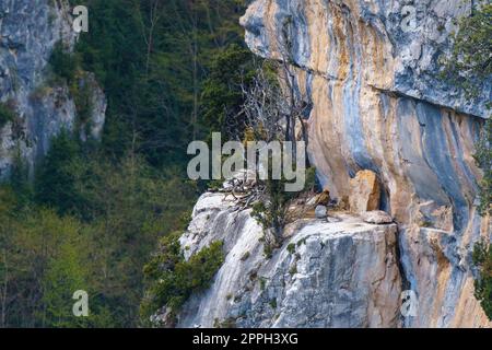 Griffon vultures' nest in vertical granite wall Stock Photo