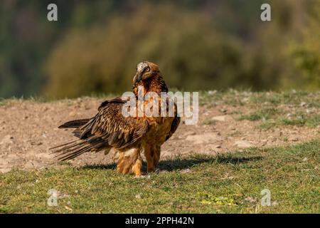Adult bearded vulture perched on grassy ground Stock Photo