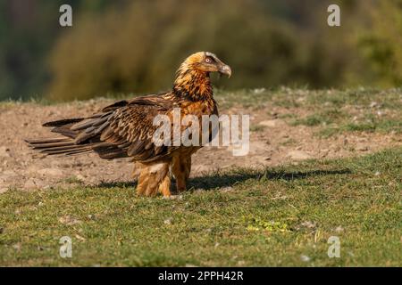 Adult bearded vulture perched on grassy ground Stock Photo