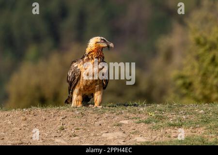 Adult bearded vulture perched on grassy ground Stock Photo