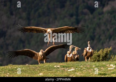 Pair of griffon vultures with open wings landing in the grass Stock Photo