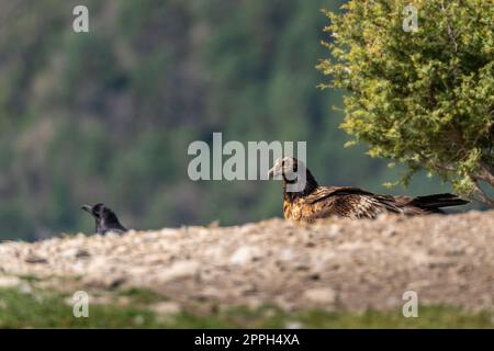 Young Bearded Vulture perched on the horizon Stock Photo