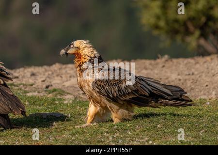 Adult Bearded Vulture perched on grassy ground Stock Photo
