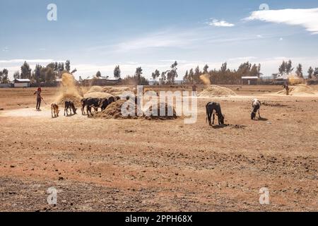 Ethiopian farmers are throwing grain on farm near Addis Ababa Stock Photo