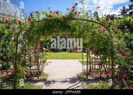 Pergola of roses in a french garden Stock Photo