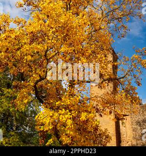 Hirschhorn Castle a ruined castle on the Neckar Stock Photo