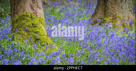 Bluebell woods at Whitewell, Bowland, Lancashire, UK Stock Photo