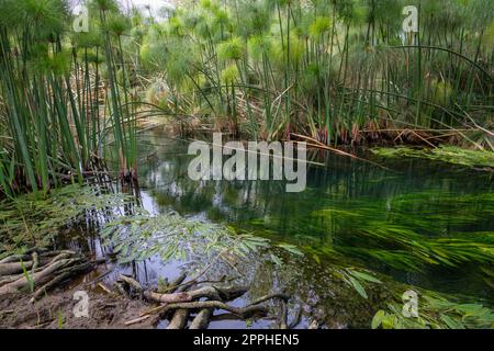 Papyrus, Cyperus papyrus, papyrus sedge, paper reed, Indian matting plant, Nile grass growing wild, Ciane Reserve, Syracuse, Sicily, Italy Stock Photo