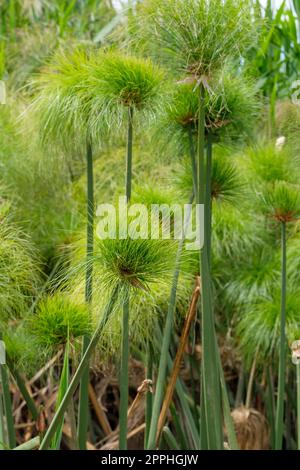 Papyrus, Cyperus papyrus, papyrus sedge, paper reed, Indian matting plant, Nile grass growing wild, Syracuse, Sicily, Italy Stock Photo