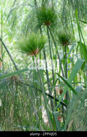 Papyrus, Cyperus papyrus, papyrus sedge, paper reed, Indian matting plant, Nile grass growing wild, Syracuse, Sicily, Italy Stock Photo