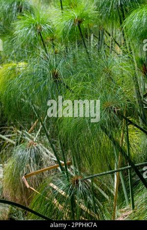 Papyrus, Cyperus papyrus, papyrus sedge, paper reed, Indian matting plant, Nile grass growing wild, Syracuse, Sicily, Italy Stock Photo