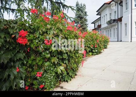 Blooming red ivy geranium pelargonium in the vertical design of landscaping of streets and parks. Beautiful large pelargonium geranium cranesbill. Floriculture and horticulture. Banja Koviljaca Stock Photo