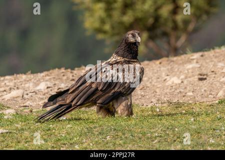 Young Bearded Vulture perched on grassy ground Stock Photo