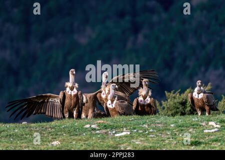 Griffon vultures perched on the ground with open wings Stock Photo