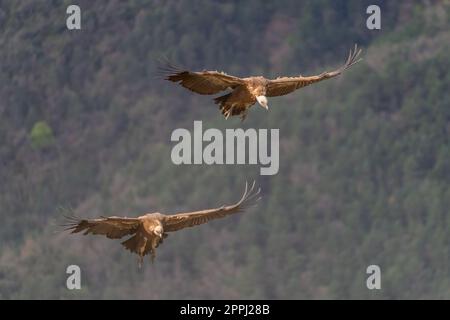 Pair of griffon vultures flying with forest in the background Stock Photo