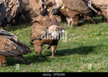 griffon vulture perched on grass with vultures in the background Stock Photo
