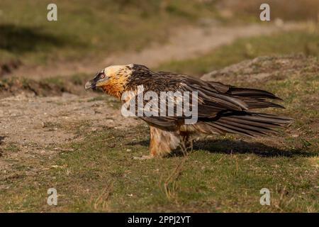 adult bearded vulture perched on grassy ground Stock Photo