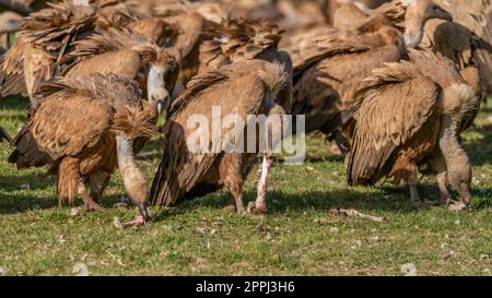 A flock of griffon vultures eating carrion on the ground Stock Photo
