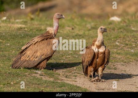 Pair of griffon vultures perched on the ground Stock Photo