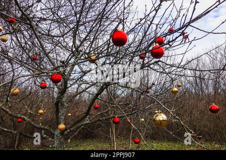 lot of colorful christmas balls on a tree in the forest during hiking detail Stock Photo