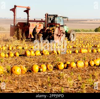 pumpkin field with a tractor during the harvest, Lower Austria Stock Photo