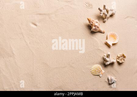 Seashells  on beach sand background, flat lay, copy space. Summer vacation concept. Stock Photo