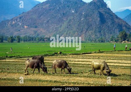 Scanned slide of historical color photograph of rice fields in Vietnam Stock Photo