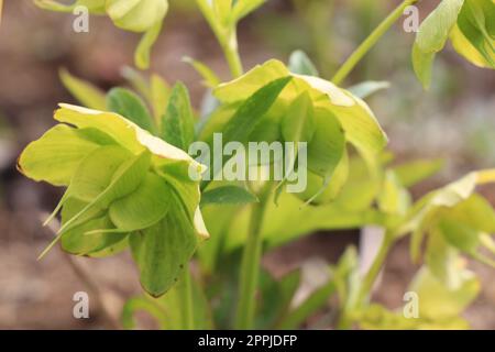 Close up Blooming yellow flower ranunculaceae helleborus Lilldus Stock Photo