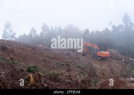 Area with fallen trees harvested for commercial use of forest. Stock Photo
