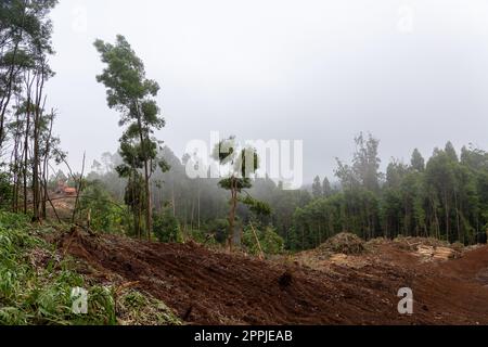 Area with fallen trees harvested for commercial use of forest. Stock Photo