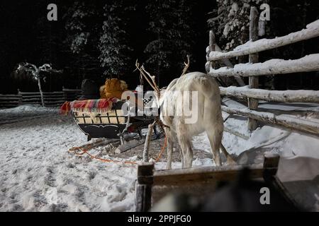 Reindeer sled ride in winter arctic forest Stock Photo