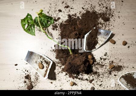 Broken flower pot, damaged houseplant and dirt on the laminate floor in bedroom Stock Photo