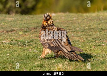 Adult bearded vulture perched on the grassy ground Stock Photo