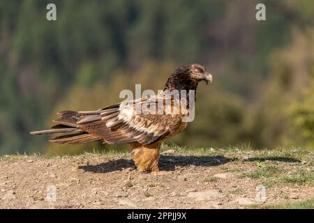 Young Bearded Vulture perched on the ground Stock Photo