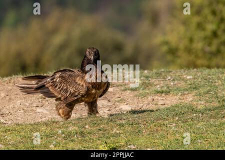 Young Bearded Vulture perched on the ground Stock Photo