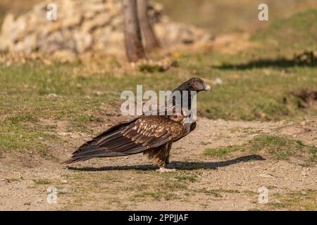 Young Bearded Vulture perched on the ground Stock Photo