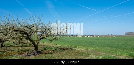 blossoming fruit trees and grazing cows in betuwe near tiel and geldermalsen Stock Photo