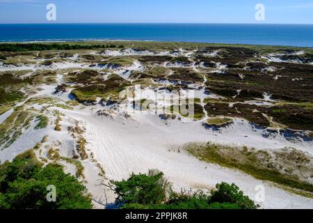 Dunescape of Dueodde Strand, the sandy beach on the southeastern tip of Bornholm Island, Denmark. Stock Photo