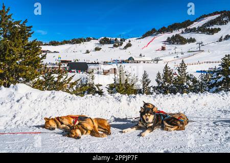 Huskey in a dog sled with ski resort, mountains and forest in background, Andorra Stock Photo