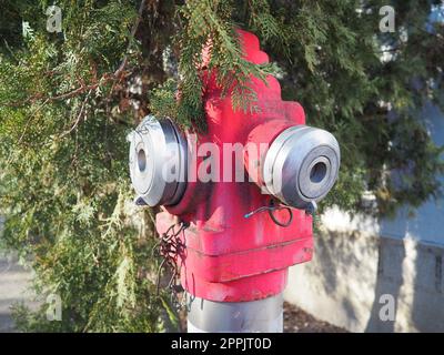 fire hydrant. Outdoor equipment for extinguishing fires in urban environments. Metal painted in kars color. Two fire hose taps. Thuja leaves in the background Stock Photo
