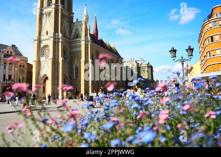 Freedom Square Novi Sad Serbia April 30 2022 People walk along the street. Pink and blue forget-me-not flowers grow in a flower bed. The Name of Mary Church, Roman Catholic parish church in Novi Sad Stock Photo
