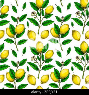 Lemon seamless pattern. Colorful hand drawn vector illustration in sketch style. Tropical exotic citrus fruit summer background Stock Vector
