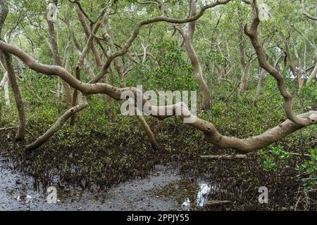 Marunda Tree Young mangrove trees in the coastal village of Marunda, Cilincing ...