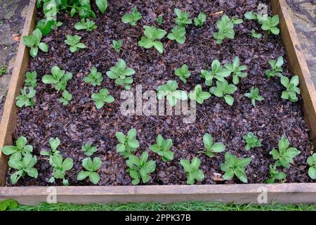 Young broad bean plants growing in a raised bed with a mulch of leaf mould, mold. Stock Photo