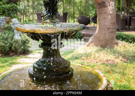 Air purifying plants for home Stock Photo - Alamy