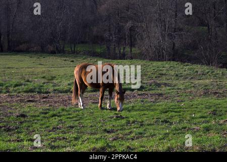 Brown horse used for field work grazing on grassy field in mountain meadow Stock Photo