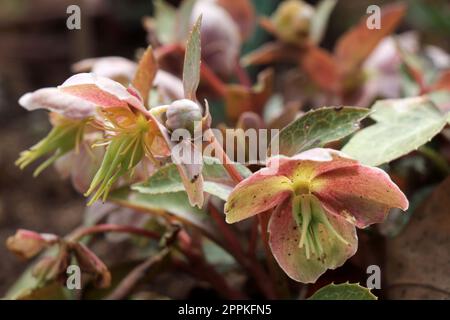 Blooming Pink flowers helleborus orientalis in nature Stock Photo