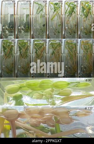 (230424) -- HEFEI, April 24, 2023 (Xinhua) -- This undated combo photo shows images of rice samples at different stages in the life ecology experiment cabinet of China's Wentian lab module, with figures at the upper right corner of each image marking the number of days since the experiment started. (Xinhua) Stock Photo